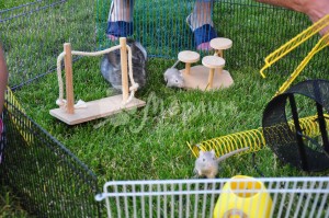 interaktivnyiy-zoopark-12