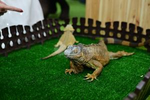 interaktivnyiy-zoopark-23